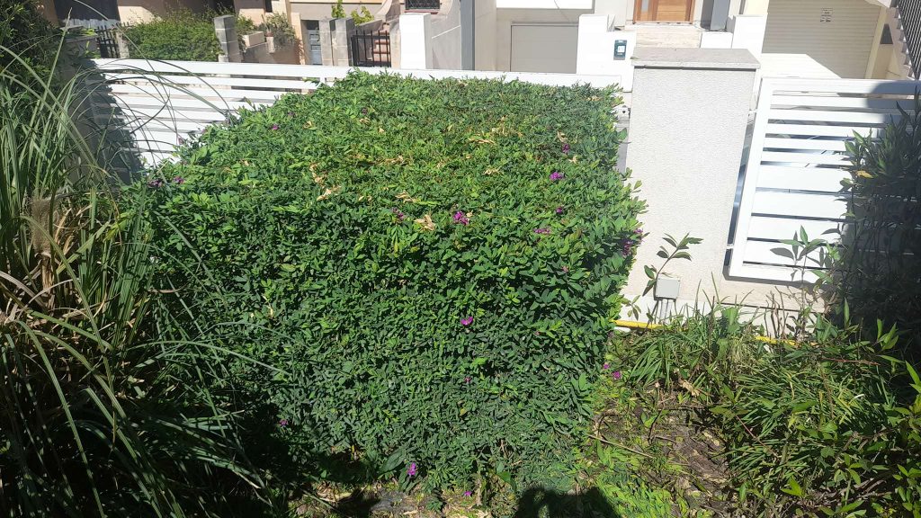 Antoine’s Gardening