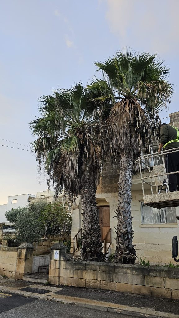 Antoine’s Gardening