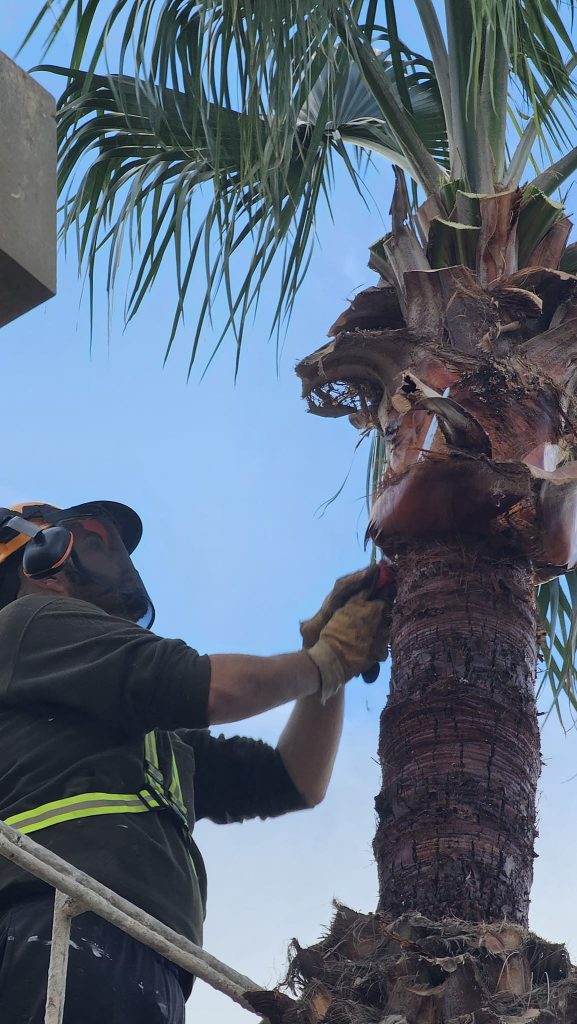 Antoine’s Gardening