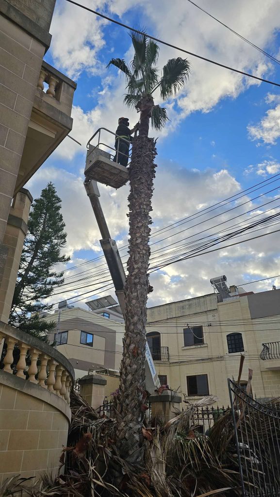 Antoine’s Gardening