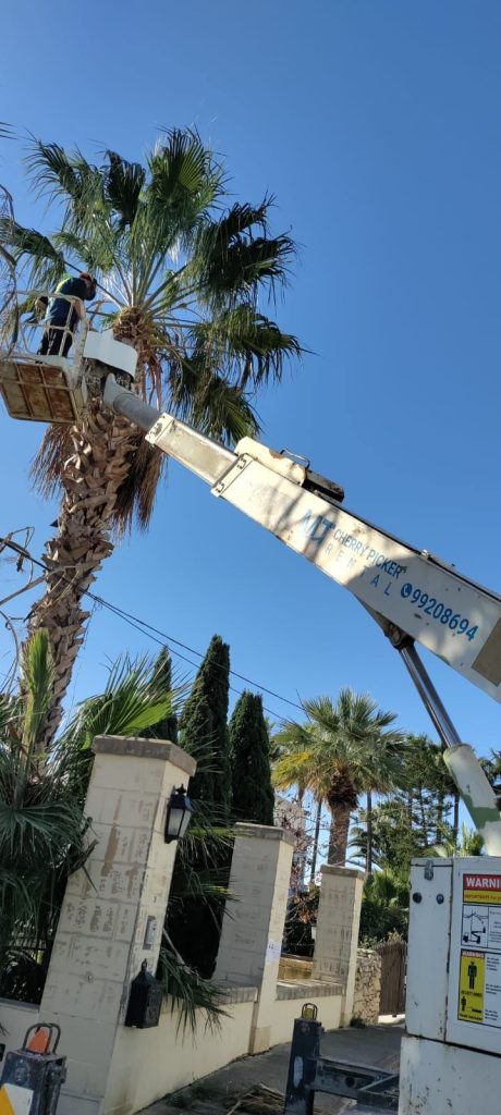 Antoine’s Gardening