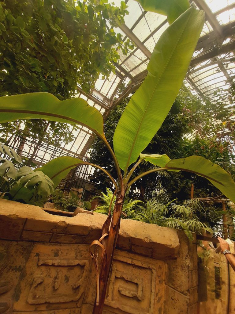 Antoine’s Gardening