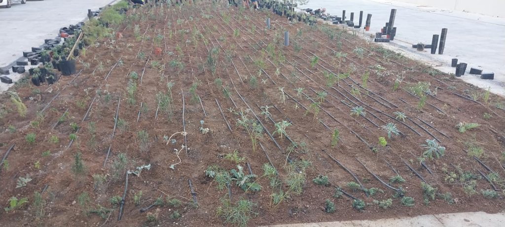 Antoine’s Gardening