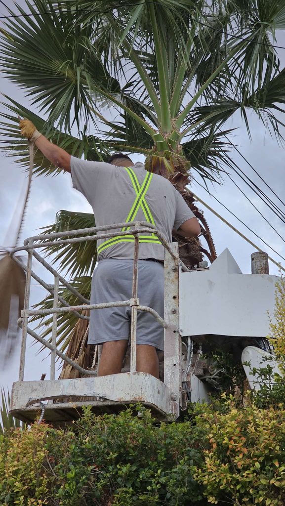 Antoine’s Gardening