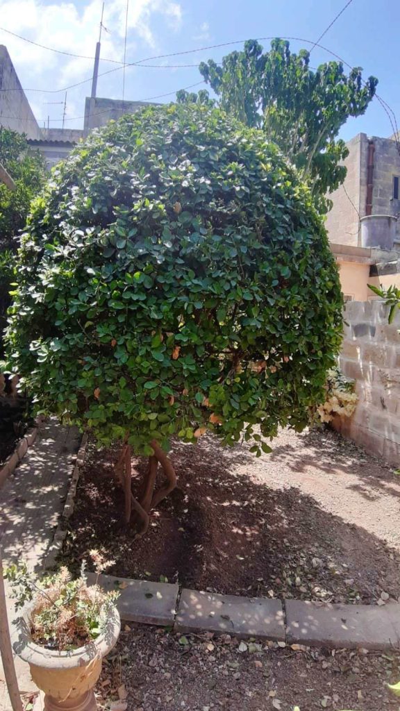 Bugeja Gardening & Landscaping