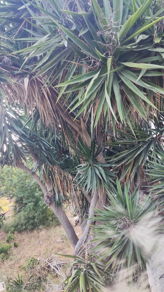 JA_Gardening_&_Landscaping