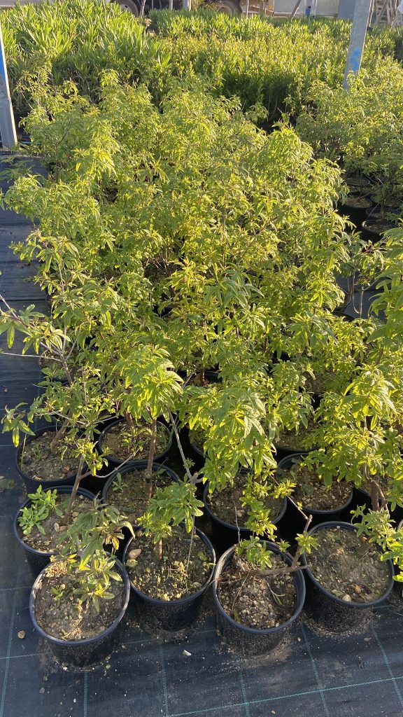 Medisun_Landscapes_Ltd