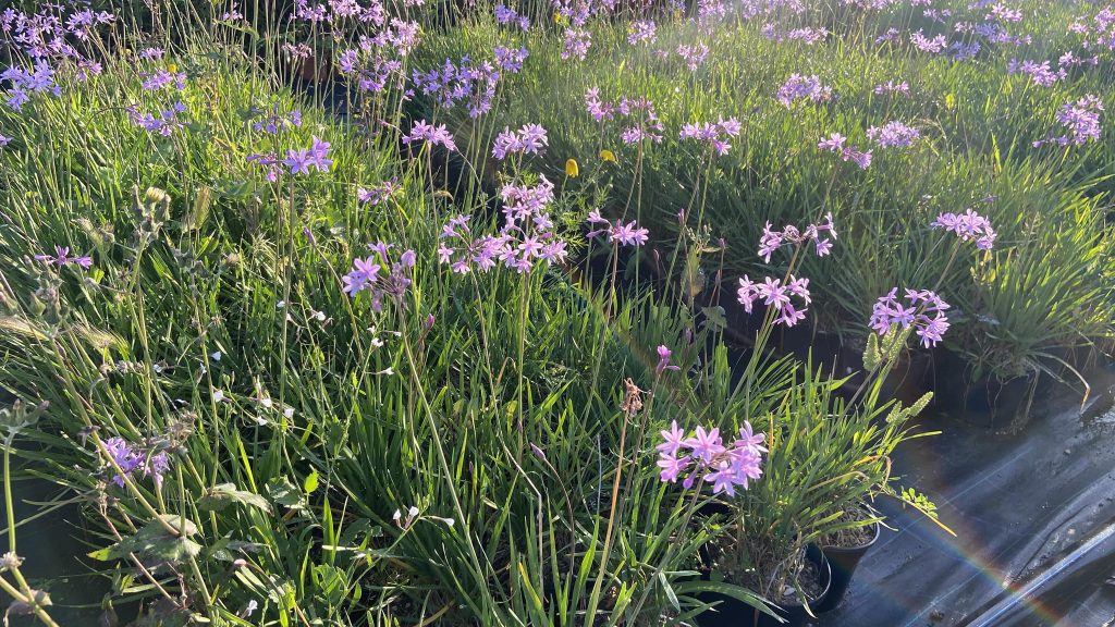 Medisun_Landscapes_Ltd