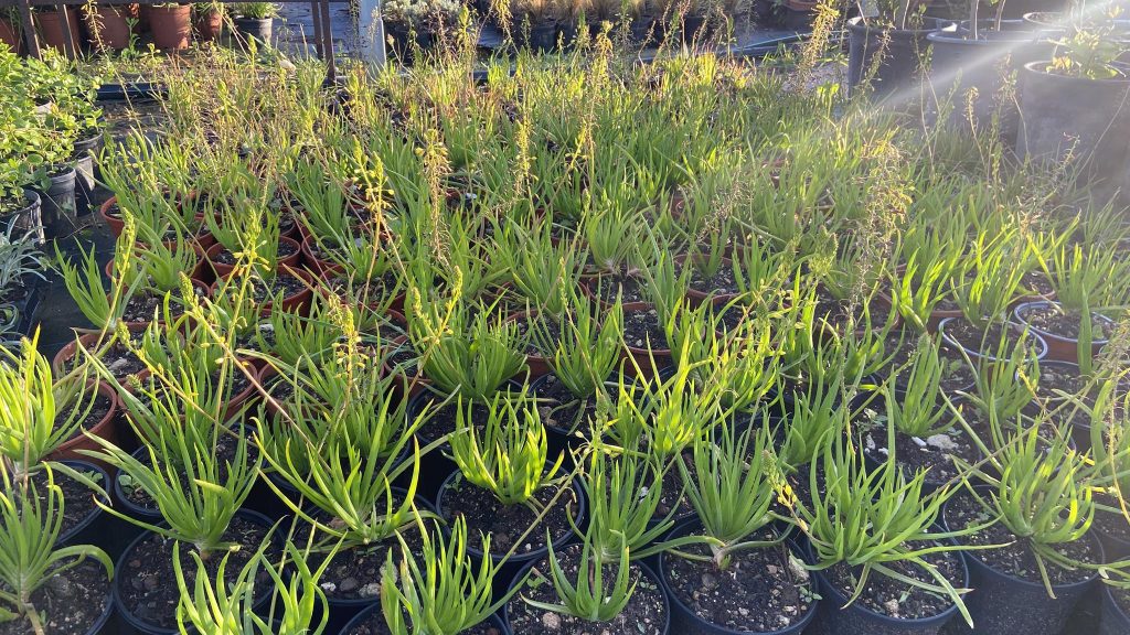 Medisun_Landscapes_Ltd