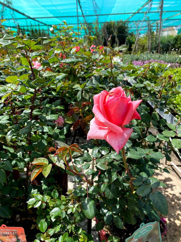 Medisun_Landscapes_Ltd