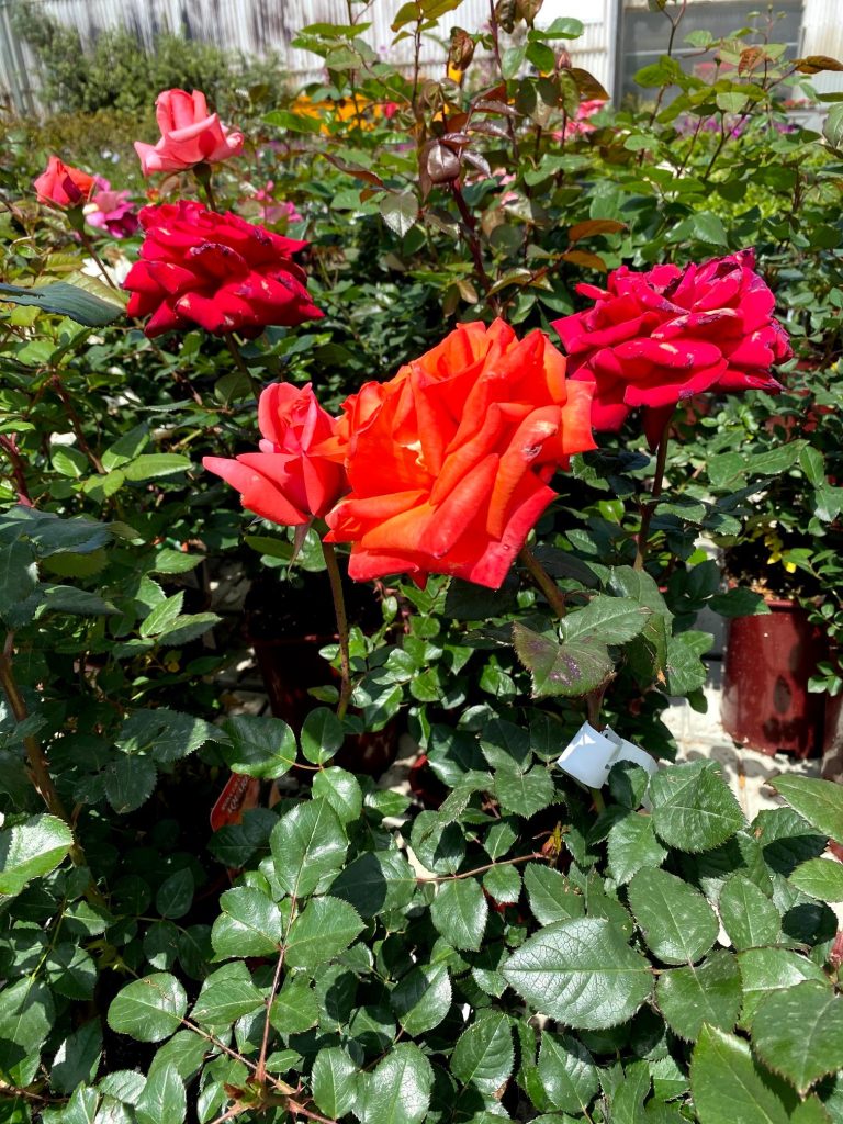 Medisun_Landscapes_Ltd