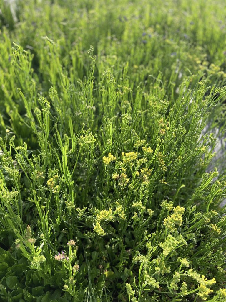 Medisun_Landscapes_Ltd