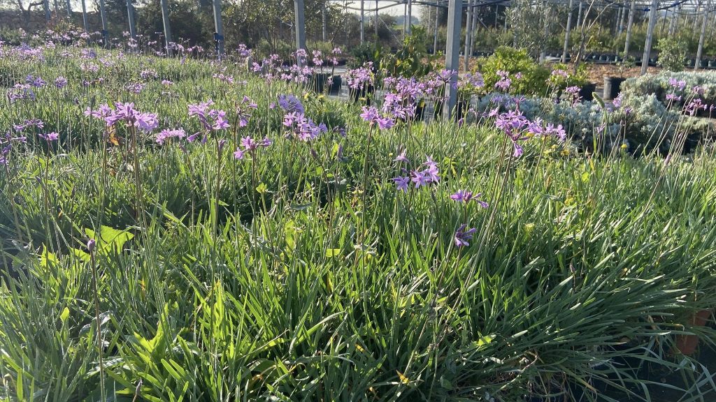 Medisun_Landscapes_Ltd