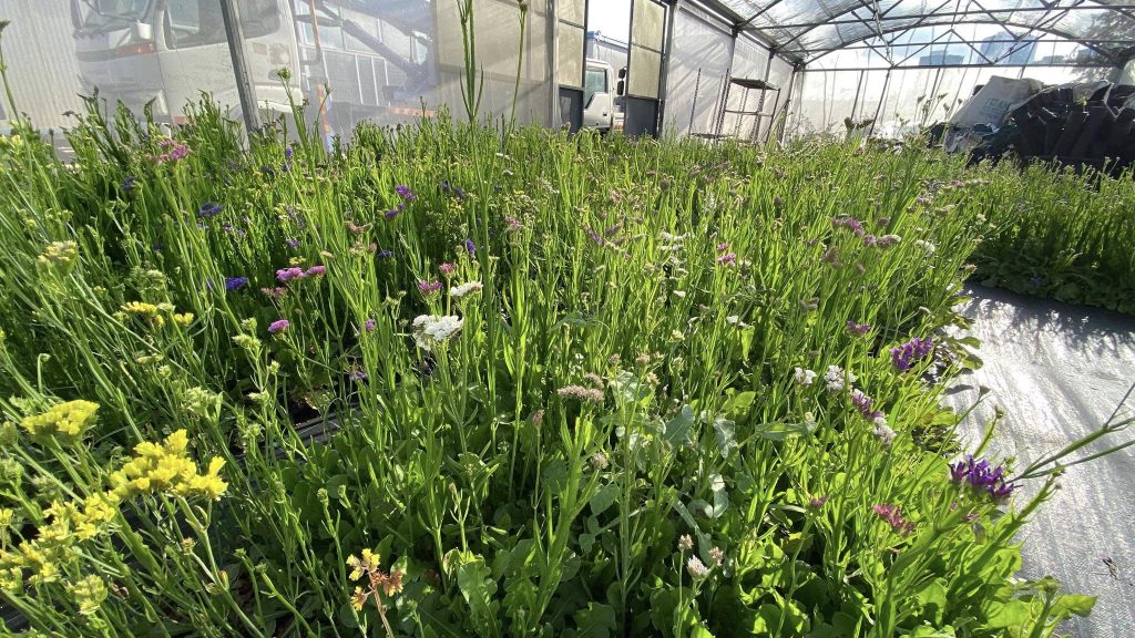 Medisun_Landscapes_Ltd